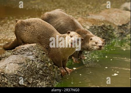 Glatt beschichtete Fischotter (Lutrogale perspicillata), glatt beschichtete Fischotter, Indischer Fischotter, marderartig, Raubtiere, Säugetiere, Tiere, glatt beschichtete Otter ausgewachsen Stockfoto