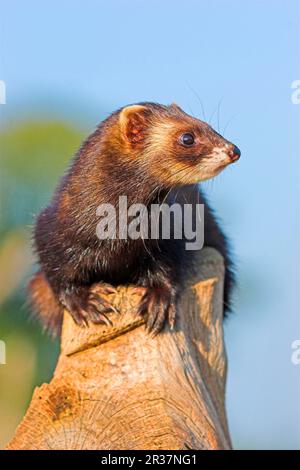 Europäische Polecats (Mustela european Polecat (putorius putorius), Martenidae, Raubtiere, Säugetiere, WESTERN Polecat Erwachsener, Alarm Stockfoto