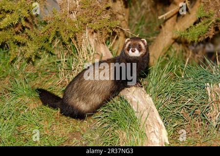 Europäische Polecats (Mustela european Polecat (putorius putorius), marderartig, Raubtiere, Säugetiere, Tiere, WESTERN Polecat Erwachsener, steht im Logbuch Stockfoto