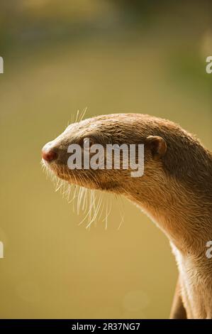 Glatt beschichtete Fischotter (Lutrogale perspicillata), glatt beschichtete Fischotter, Indischer Fischotter, Martenidae, Raubtiere, Säugetiere, Tiere, glatt beschichtete Otter ausgewachsen Stockfoto