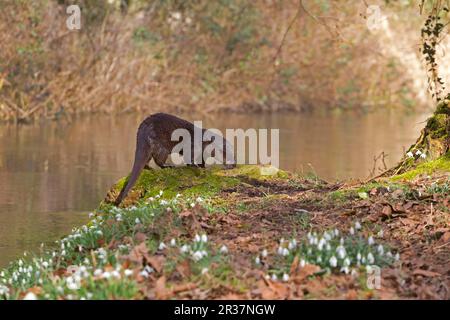 Europäischer Otter (Lutra lutra), Erwachsener, schnüffelnde Verstauchung am Flussufer mit blühenden Schneeglöckchen (Galanthus nivalis), Fluss Little Ouse, Thetford, Norfolk Stockfoto