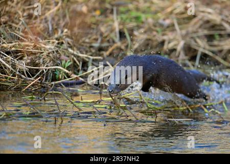 Europäischer Otter (Lutra lutra), Erwachsener, springt durch flaches Wasser am Flussufer, River Little Ouse, Thetford, Norfolk, England, Vereinigtes Königreich Stockfoto