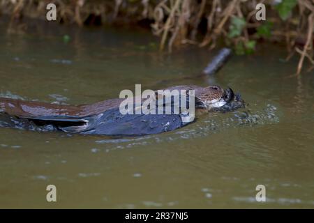 Europäischer Otter (Lutra lutra), ausgewachsen, mit totem Korvid im Mund, Schwimmen nach holt, River Little Ouse, Thetford, Norfolk, England, Vereinigtes Königreich Stockfoto