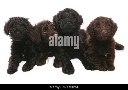 Haushund, portugiesischer Wasserhund, vier Welpen, liegend Stockfoto