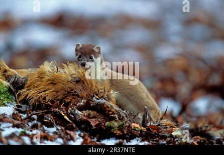 Hering (Mustela erminea), Heringe, Wiesel, Marder, Raubtiere, Säugetiere, Tiere, ausgewachsener Stoat, Fütterung von gewöhnlichem Fasan (Phasianus colchicus) im Schnee Stockfoto