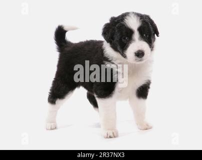 Hundesohn, Border Collie, Hündchen, Stand Stockfoto