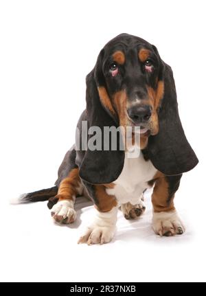 Häuslicher Hund, Basset-Hund, erwachsen, sitzend Stockfoto