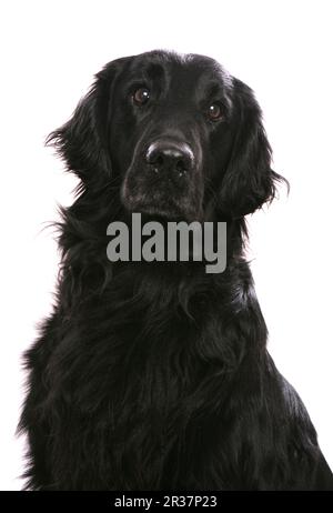 Haushund, Flat-Coated Retriever, Erwachsener, Nahaufnahme von Kopf und Brust Stockfoto