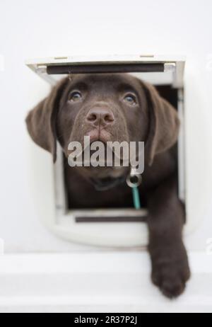 Household Dog, Chocolate Labrador Retriever, zehn Wochen alter männlicher Welpe, mit Blick auf Catflap, Portesham, Dorset, England, Vereinigtes Königreich Stockfoto