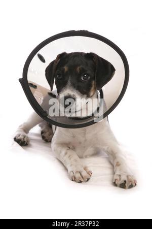 Jack Russell Terrier, Hündchen mit Kragen, Schutztrichter Stockfoto