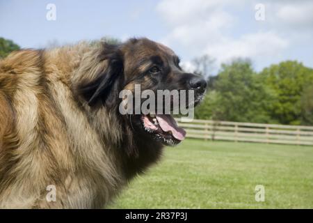 Haushund, Leonberger, männlicher Erwachsener, Nahaufnahme des Kopfes, auf Gartenrasen, England, Vereinigtes Königreich Stockfoto