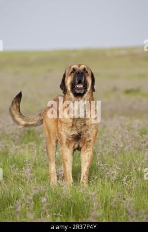 Haushund, spanischer Mastiff, männlicher Erwachsener, auf Grünland, Extremadura, Spanien Stockfoto