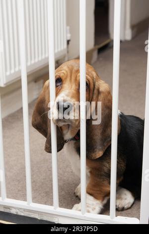 Haushund, Basset-Hund, Hündchen, sitzt hinter einem Sicherheitstor, England, Großbritannien Stockfoto