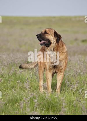 Haushund, spanischer Mastiff, männlicher Erwachsener, auf Grünland, Extremadura, Spanien Stockfoto