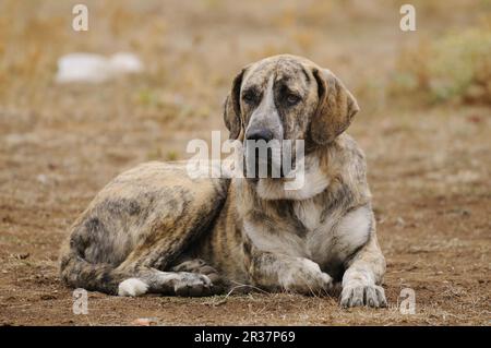 Haushund, spanischer Mastiff, männlicher Erwachsener, ruhend, als Rinderhund in Dehesa, Salamanca, Kastilien und Leon, Spanien Stockfoto