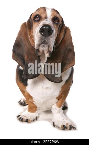 Haushund, Basset-Hund, reif, stehend Stockfoto