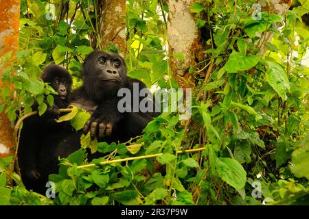 Östlicher Tieflandgorilla (Gorilla beringei graueri), östlicher Tieflandgorilla, östlicher Tieflandgorilla, Affen, Gorillas, Affen, Primaten, Säugetiere Stockfoto