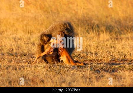 Olive Pavian (Papio hamadryas anubis) Männlich isst Small Impala, Masai Mara, Kenia Stockfoto