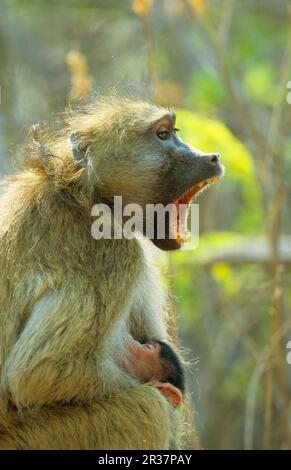 Bärenpavian, Bärenpavian, Bärenpaviane, Affen, Paviane, Primaten, Säugetiere, Tiere, Chacma Baboon (Papio cynocephalus ursinus), Erwachsene weiblich mit Stockfoto
