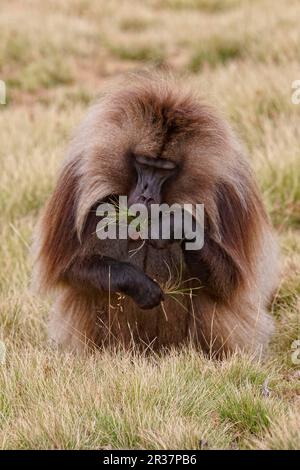 Gelada, Gelada, Blutpavian, Gelada-Paviane (Theropithecus gelada), Affen, Paviane, Primaten, Säugetiere, Tiere, ausgewachsenes Gelada, männlich Stockfoto