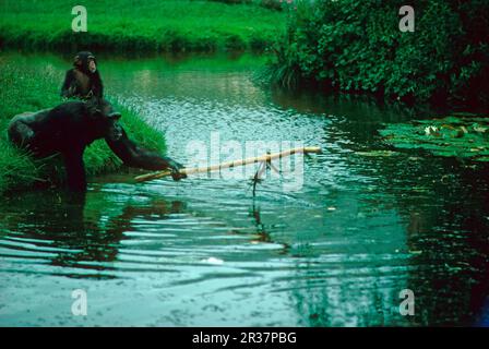 Schimpansen (Pan troglodytes), Schimpansen, Affen, Affen, Primaten, Säugetiere, Tiere, Schimpansen, die mit dem Stab Nahrung aus dem Wasser holen (S) Stockfoto