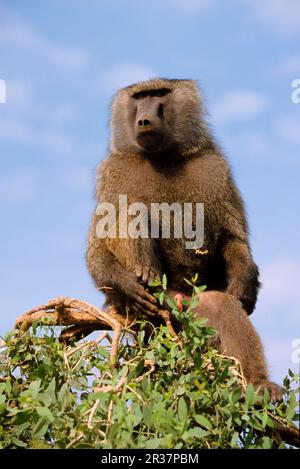 Olivenpavian (Papio anubis) Männlich, Kenia Stockfoto