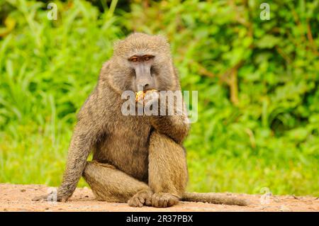 Olivenpavian (Papio anubis), Erwachsener, Fütterung, auf der Straße sitzend, Region Kahuzi-Biega N. P. Kivu, Demokratische Republik Kongo Stockfoto