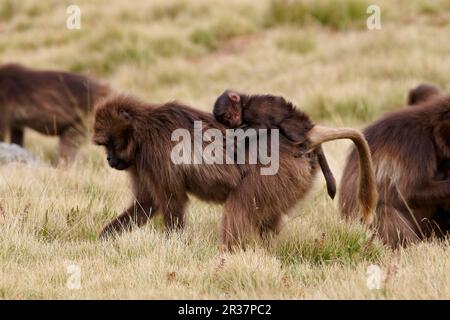 Gelada, Gelada, Blutpavian, Gelada-Paviane (Theropithecus gelada), Affen, Paviane, Primaten, Säugetiere, Tiere, Gelada, Erwachsene Frau mit Stockfoto