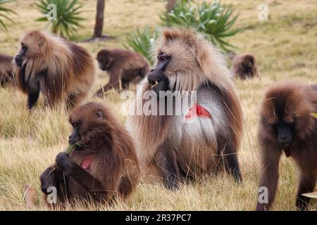 Gelada, Gelada, Blutpavian, Gelada-Paviane (Theropithecus gelada), Affen, Paviane, Primaten, Säugetiere, Tiere, ausgewachsene männliche Gelada und Stockfoto