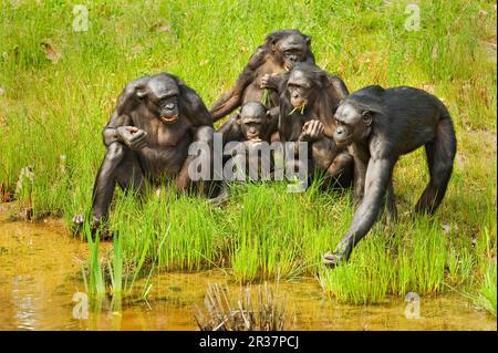 Bonobo, Zwergschimpanse (Pan paniscus), Bonobos, Bonobos, Affen, Affen, Primaten, Säugetiere, Tiere, Bonobo-Familie, Erwachsene und junge Menschen, Essen Stockfoto