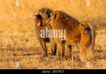 Olive Pavian (Papio hamadryas anubis) zwei Männer, Bedrohung, Masai Mara, Kenia Stockfoto