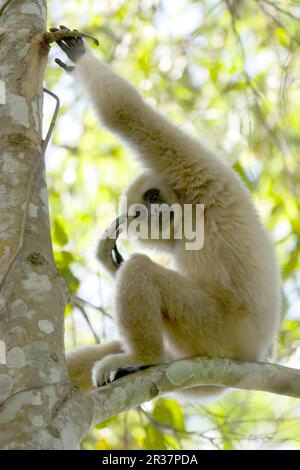 Gewöhnlicher Gibbon (Hylobatlar), Erwachsener, blasse Farbvariante, auf dem Ast sitzend, Khao Yai N. P. Thailand Stockfoto