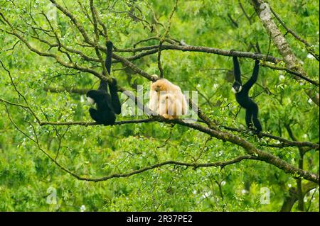 Familiengruppe des nördlichen weißwandigen Gibbbons (Nomascus leucogenys), ausgewachsener männlicher, weiblicher und juveniler männlicher Tiere, auf Baumzweigen, in Gefangenschaft Stockfoto