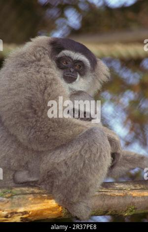 Silvery Gibbon (Hylobates moloch) (oder Moloch) Weiblich mit Baby, W. Java (S) Stockfoto