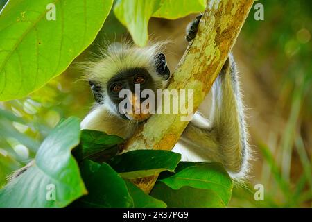 Sansibar-roter sansibar-Stummelaffe (Procolobus kirkii), Erwachsener, Nahaufnahme von Kopf und Arm auf einem Ast eines Baumes, Jozani-Wald, Sansibar, Tansania Stockfoto