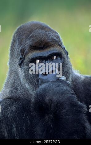 Westlicher Tieflandgorilla, westliche Tieflandgorillas (Gorilla Gorilla Gorilla), Affen, Gorillas, Affen, Primaten, Säugetiere, Tiere, westliches Tiefland Stockfoto