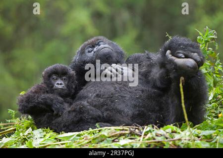 Berggorilla (Gorilla beringei beringei), weiblich, jung, ruht auf Nest, Vulkane N. P. Virunga Mountains, Ruanda Stockfoto