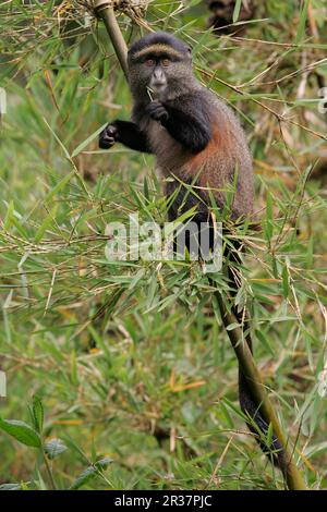 Goldaffe (Cercopithecus mitis kandti), Erwachsenenfütterung in Bambus, Parc National des Volcans (Vulkane N. P.), Ruanda Stockfoto