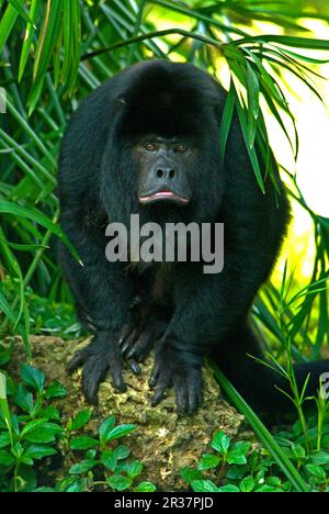 Schwarzer Brüllaffe (Alouatta caraya) Affe, männlich, sitzend Stockfoto