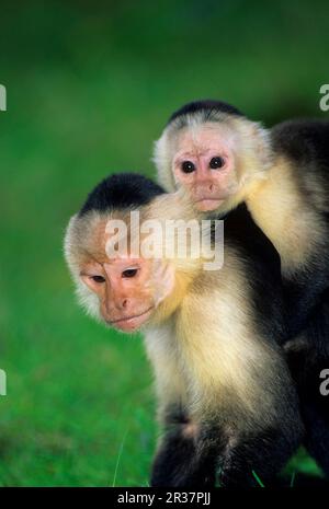 Weißschulter-Kapuziner, Weißschulter-Kapuzineraffen, Affen, Kapuziner, Primaten, Säugetiere, Tiere, Weißgesichter-Kapuziner (Cebus capuchinus) Stockfoto