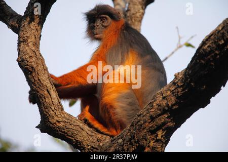 Westlicher roter Stummelaffe (Procolobus badius), Erwachsener, sitzt auf Zweigen im Baum, Gambia Stockfoto