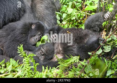 Berggorilla (Gorilla beringei beringei) jung, schläft in Vegetation, Vulkane N. P. Virunga Berge, Ruanda Stockfoto