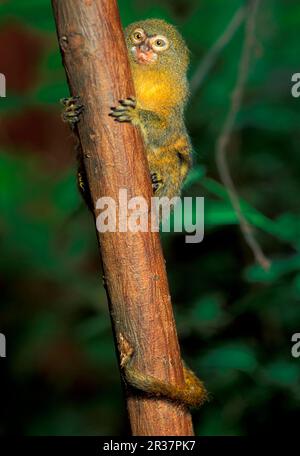 Zwergäffchen (Cebuella pygmaea), Zwergäffchen, Affen, Mauläffchen, Primaten, Säugetiere, Tiere, Pygmy Marmoset westliches Amazonasbecken (S) Stockfoto