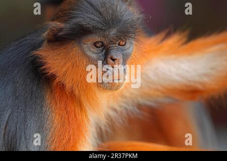 Westlicher roter Colobus (Procolobus badius), Erwachsener, Nahaufnahme des Kopfes, Gambia Stockfoto