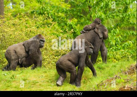 Erwachsener weiblicher westlicher Flachland-Gorilla (Gorilla-Gorilla-Gorilla), mit achtzehn Monate alten Babys, die sich in Gefangenschaft an Rücken und Vorderseite Klammern Stockfoto