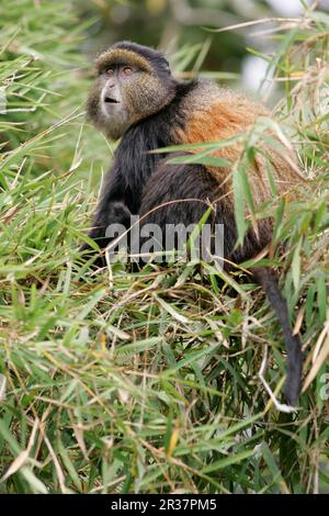 Goldener Affe (Cercopithecus mitis kandti), Erwachsener in Bambus, Parc National des Volcans (Vulkane N. P.), Ruanda Stockfoto