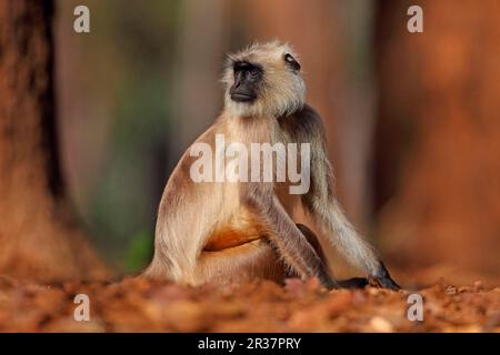 Northern Plains Grey Langur (Semnopithecus entellus), Erwachsener, auf dem Boden sitzend, Indien Stockfoto