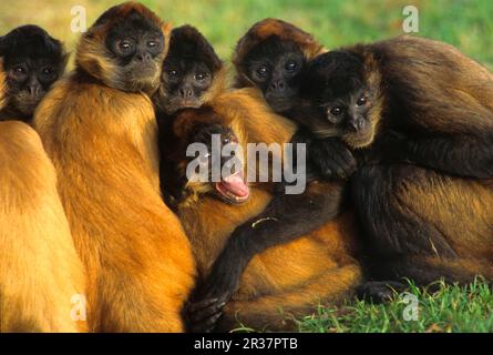 Mexikanischer Spinnenaffe, Mexikanische Spinnenaffe, Affen, Capuchins, Primates, Säugetiere, Tiere, Geoffroys Spinnenaffe (Ateles geoffroyi vellerosus) Stockfoto