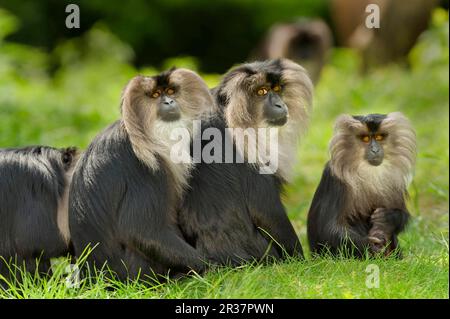 Löwenschwanzmakaken (Macaca silenus), Erwachsene und Jugendliche, die auf dem Boden in Gefangenschaft sitzen Stockfoto