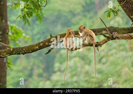 Krabbenfressende Makaken (Macaca fascicularis), Javanische Affen, Langschwanzmakaken, Affen, Makaken, Primaten, Säugetiere, Tiere, Krabben fressende Makaken Stockfoto